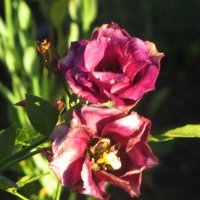 Красавица эустома :: Людмила Смородинская