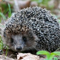 Неожиданная встреча на лесной дорожке :: Андрей Заломленков