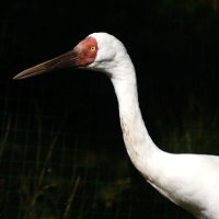 Стерх :: kolyeretka Стерх :: kolyeretka