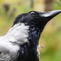 Моя :: kolyeretka Моя :: kolyeretka