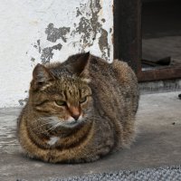 Владимирская область. Город Александров. Александровская слобода. Монастырский котик. :: Наташа *****