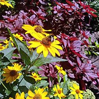 Цветы. :: Владимир Драгунский Цветы. :: Владимир Драгунский