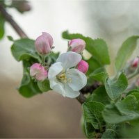 Яблоневый цвет... :: Ирина С