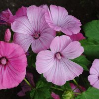 Мальва лаватера :: Рита Симонова