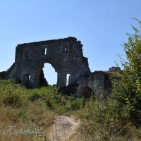 Природа Крыма :: Amazing Cosmea