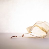 Об уставшей балерине... :: Ирина С