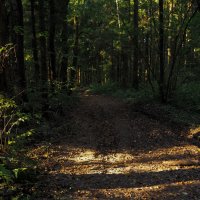 По Лесным Дорожкам :: юрий поляков