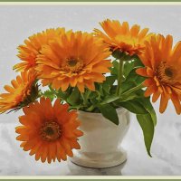 Календула :: Aleksey Afonin