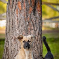 Банда :: Alex Bush