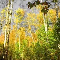 Осенний лес :: Freddy 97