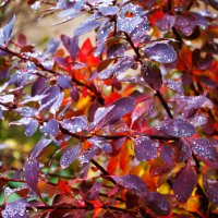 Капли дождя на осенних листьях :: Александр Лычагин Капли дождя на осенних листьях :: Александр Лычагин