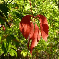 Румяный :: Елена Елена Румяный :: Елена Елена