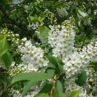 Вспоминая апрель :: Елена Елена