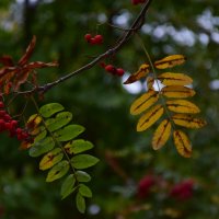 Листики рябины :: Мария Яковлева