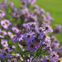 Радостные и милые .. :: Татьян@ Ивановна Радостные и милые .. :: Татьян@ Ивановна