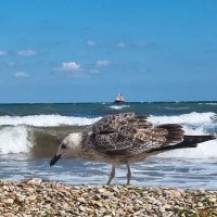 Море :: Александр 