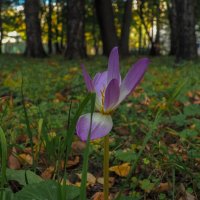 Природа в Городе :: юрий поляков