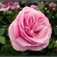 Роза после дождя. :: Лия ☼ Роза после дождя. :: Лия ☼