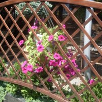 ЗА ЗАБОРОМ :: СЕРГЕЙ ФИЛОЧКИН