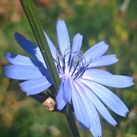 Прекрасные остатки лета. :: Pippa 