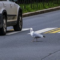 Ну ездят тут всякие. :: Александр 