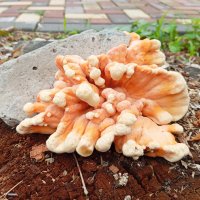 На месте старого ясеня... :: Константин Штарк На месте старого ясеня... :: Константин Штарк