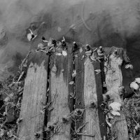 что то старинное в реке :: Артём 