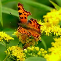 опять про бабочек 5 :: Александр Прокудин опять про бабочек 5 :: Александр Прокудин