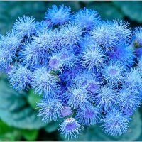 Про осенние цветы... :: Aquarius - Сергей