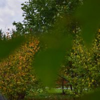 Желто-зеленое деревце :: Мария Яковлева