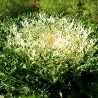 Декоративная капуста "Белый павлин". :: Татьяна Помогалова Декоративная капуста "Белый павлин". :: Татьяна Помогалова