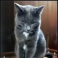 Басик сердит. :: Ольга Довженко