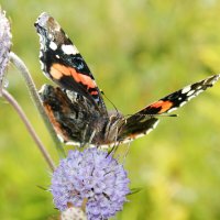 Адмирал :: Сергей Кочнев