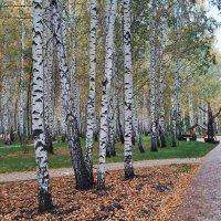 Осень в Тюмени :: Георгиевич 