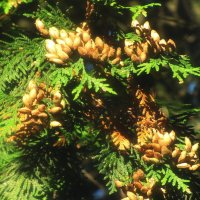 Шишечки на туе :: Людмила Смородинская