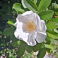 Цветы. :: Владимир Драгунский