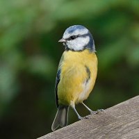 Лазоревка :: Лина 