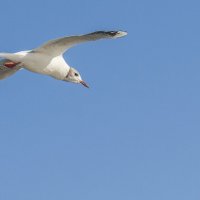 чайка :: petyxov петухов