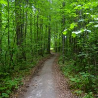 Чебоксары. Тропинка, ведущая к выходу из Лакреевского леса. :: Пётр Чернега Чебоксары. Тропинка, ведущая к выходу из Лакреевского леса. :: Пётр Чернега