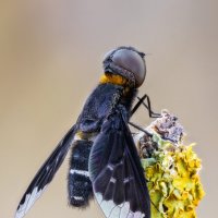 Муха Темнокрылка.(Hemipenthes velutina) :: Александр Григорьев