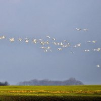 Лебеди летят :: Галина Шеина-Мюльдорфер Лебеди летят :: Галина Шеина-Мюльдорфер