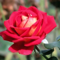 Розы... розы... :: viach 