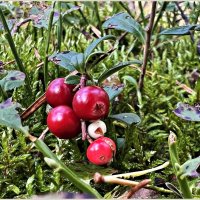 Брусника. :: Валерия Комова Брусника. :: Валерия Комова