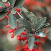 барбарис :: Michel 