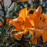 лилии :: Michel 