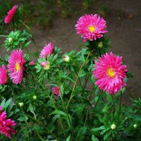 Астра :: Рита Симонова