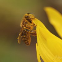 *** :: Елена Kазак (selena1965) *** :: Елена Kазак (selena1965)