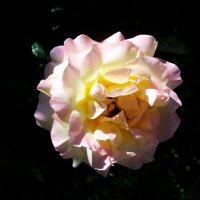 Глория  Дей :: Валентин Семчишин