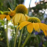 Все желтое становится желтей.... :: Галина 