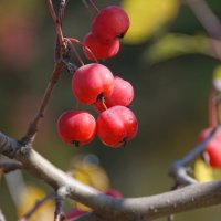 Ранетки :: Наталия Григорьева Ранетки :: Наталия Григорьева